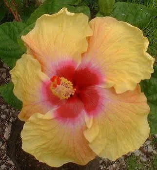 Baldwin's 3* Cozumel